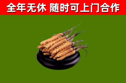 莲都回收散虫草
