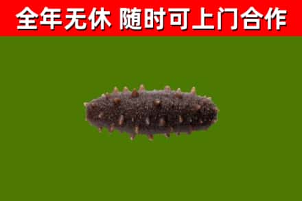 莲都回收海参干